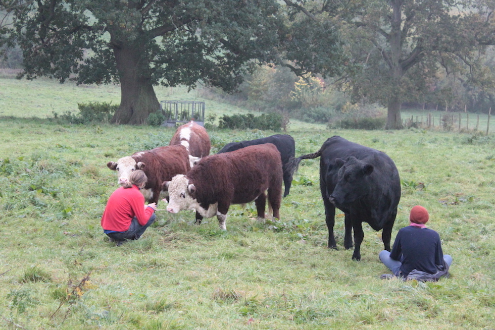 young farmers with cattle