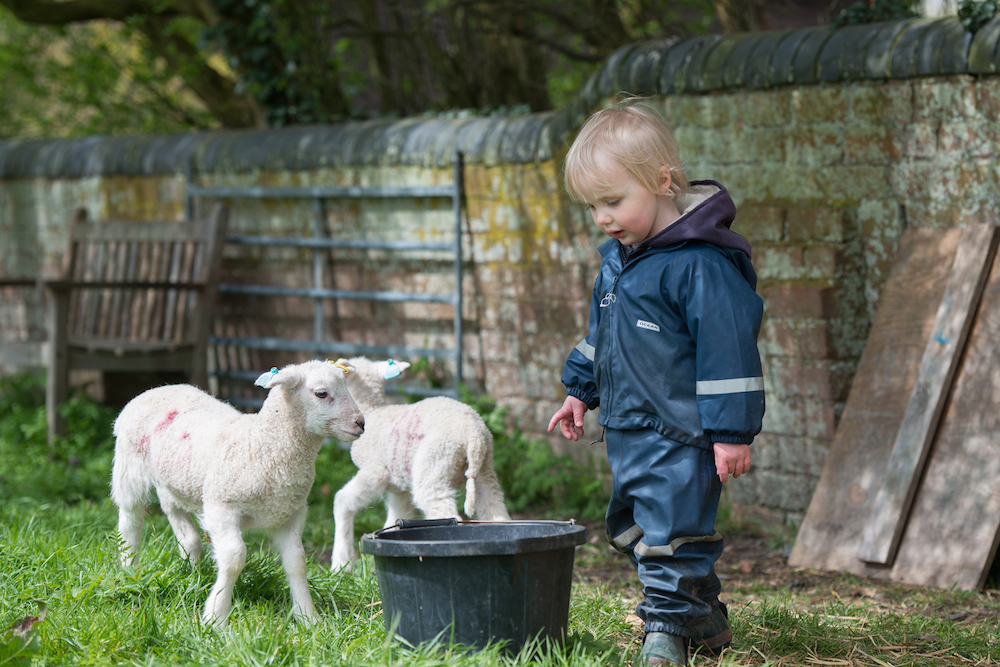 Child with lambs