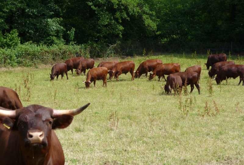cattle at Tablehurst farm