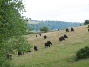 P1000642