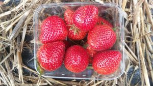 Huxhams Cross Farm strawberries