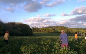 Spraying biodynamic preparations on Huxhams Cross Farm