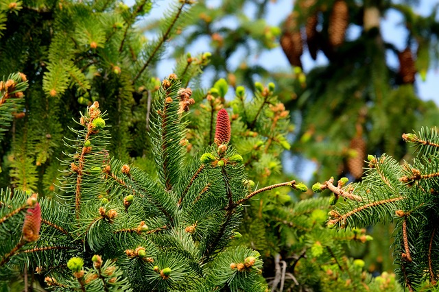 Fir trees