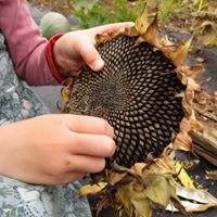 Picking sunflower seeds off a sunflower - a lovely activity for a child!