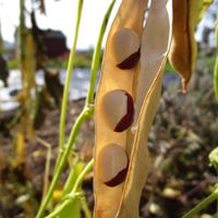 Seeds in a pod