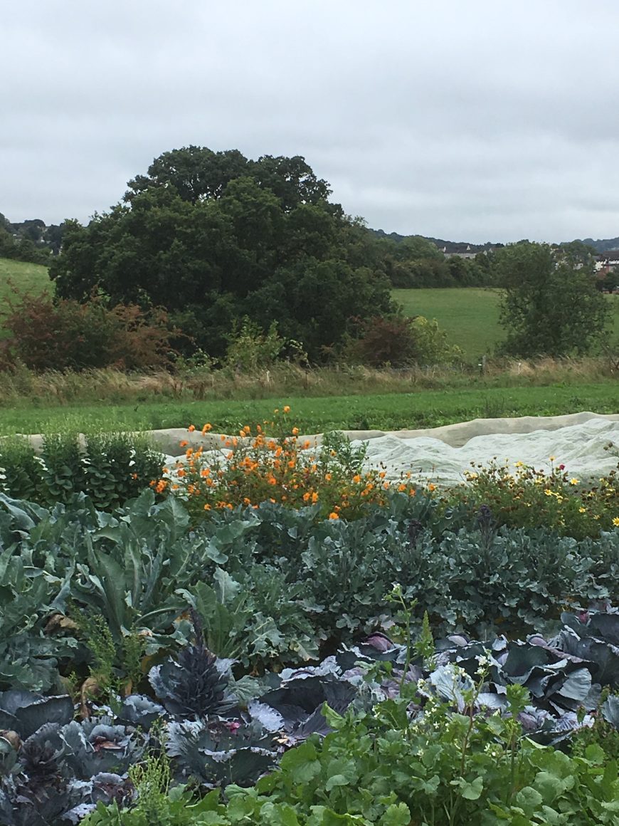 Produce and flowers at Oakbrook starter farm
