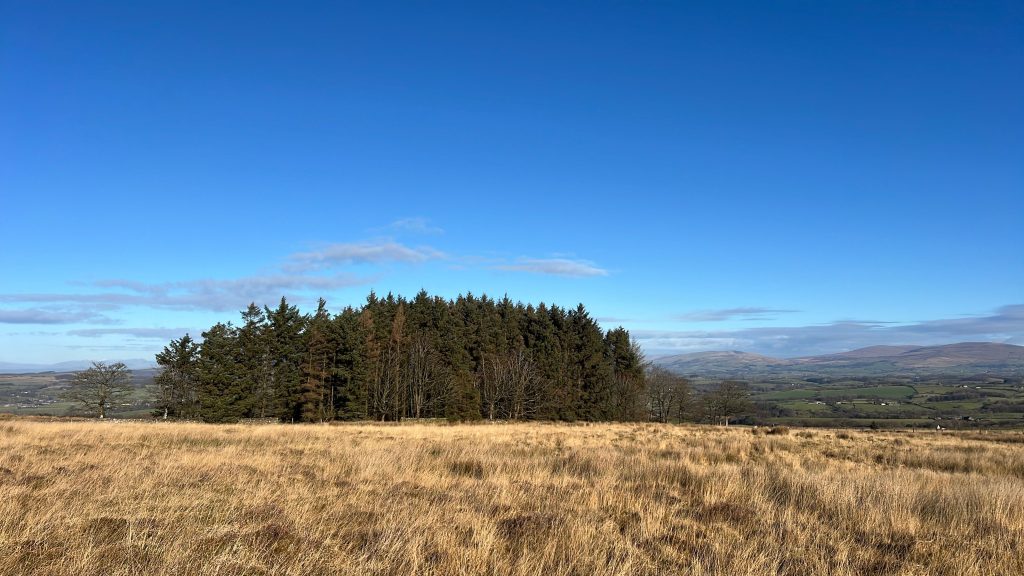 Woodland at Backsbottom Farm