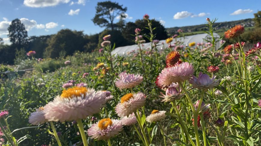 Flowers at Oakbrook Community Farm
